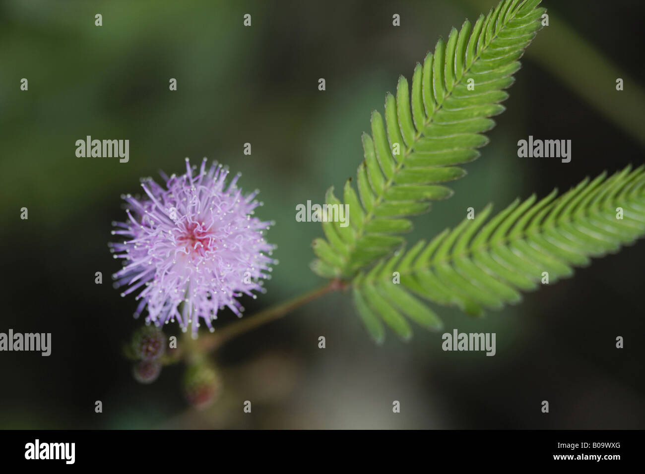 sensitive plant, Touch-me-not (Mimosa pudica), blooming, Cuba, Humboldt Nationalpark Stock Photo