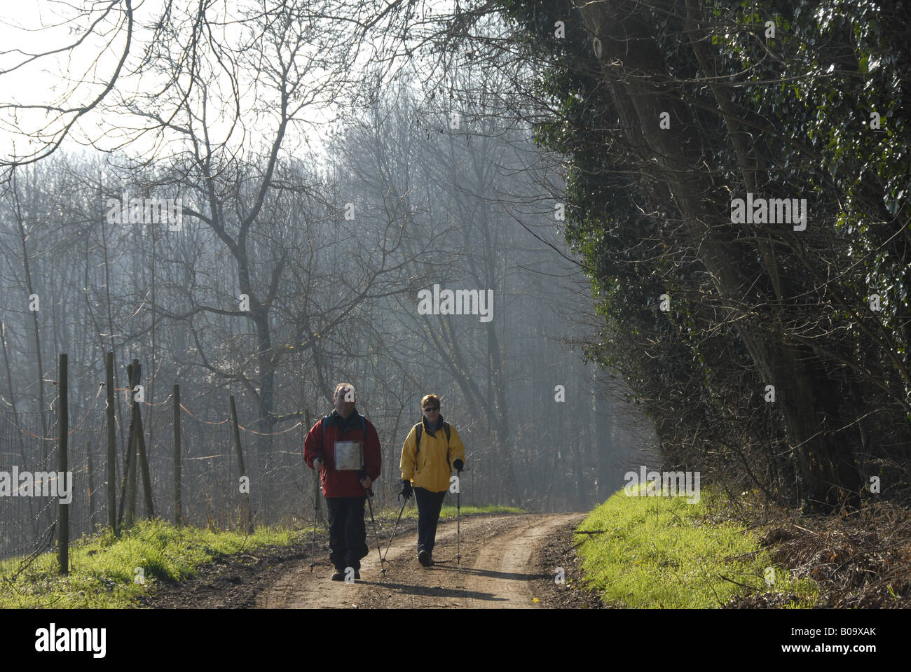 nordic walking at the Palatinate Forest, Germany, Rhineland-Palatinate ...