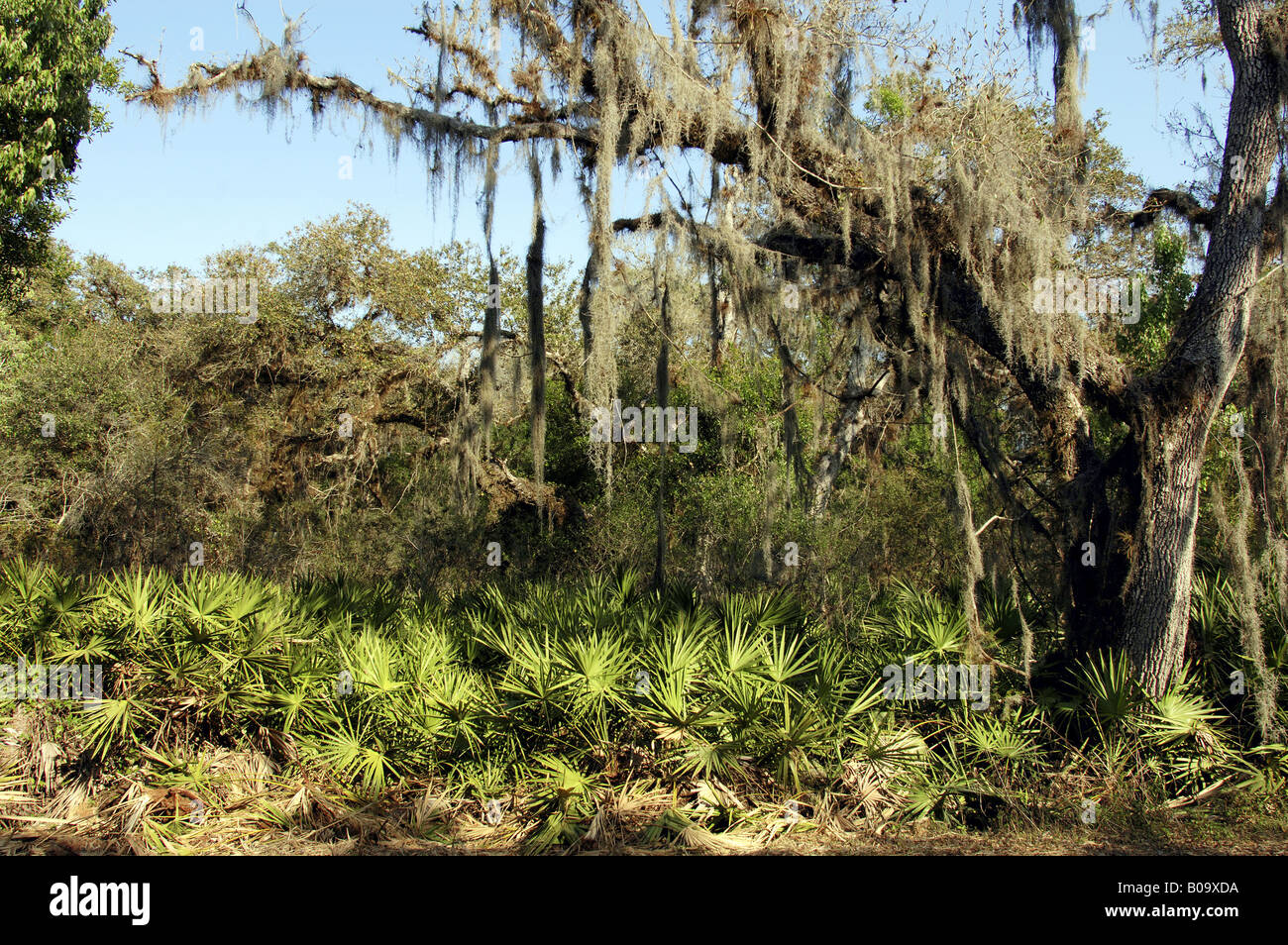 Old Mans Beard Spanish Moss High Resolution Stock Photography and Images Alamy