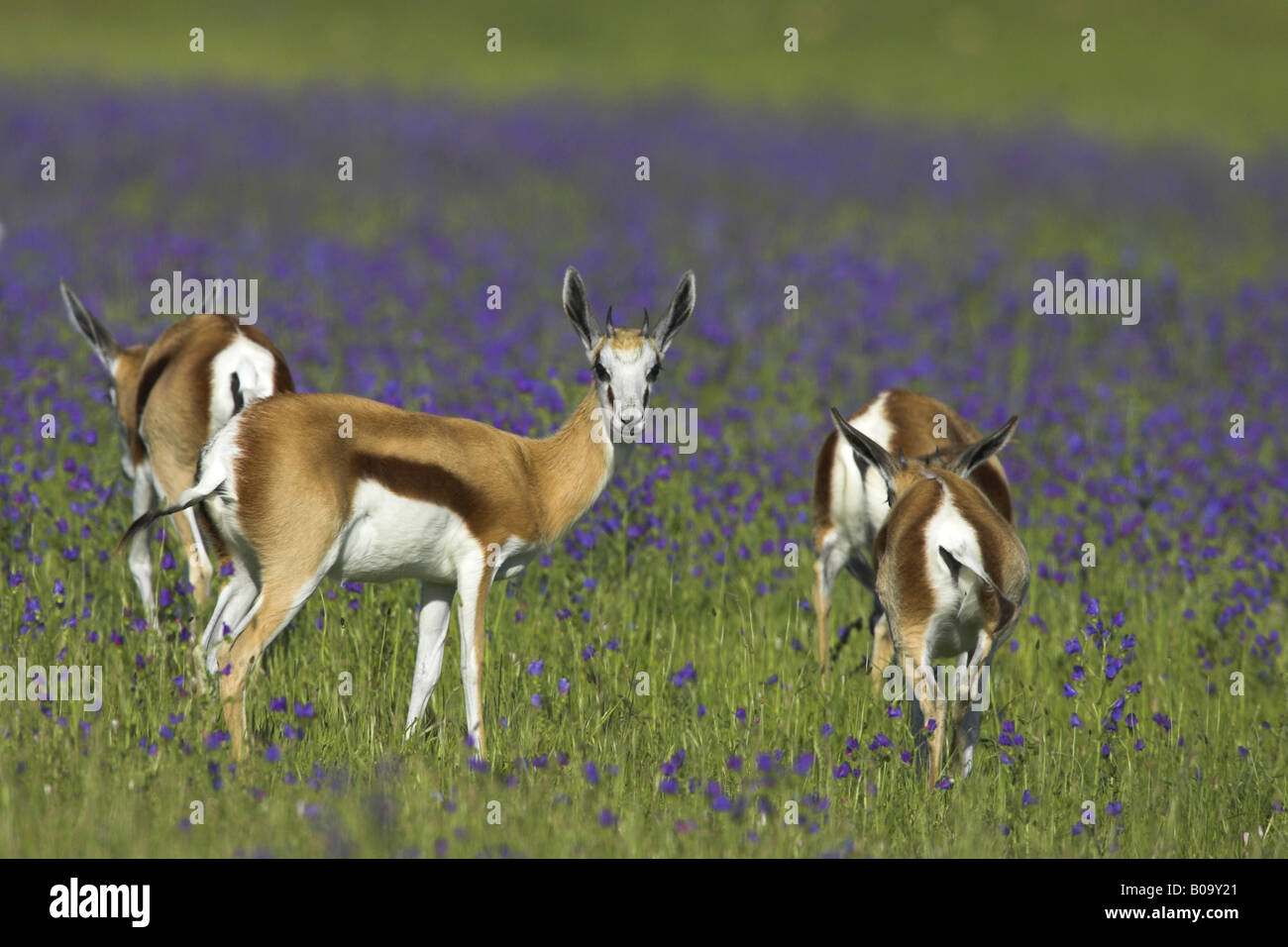 springbuck, springbok (Antidorcas marsupialis), little herd, South Africa, Kapprovinz, South Coast Stock Photo