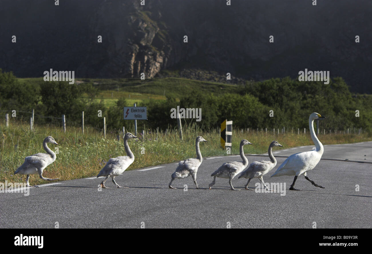 whooper swan (Cygnus cygnus), female is crossing a street with juvenile swans, Norway, Vesteralen Stock Photo