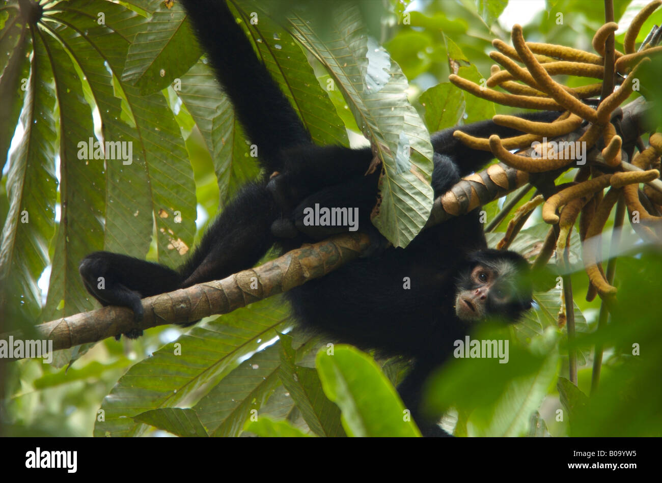 Red faced spider monkey hi-res stock photography and images - Alamy