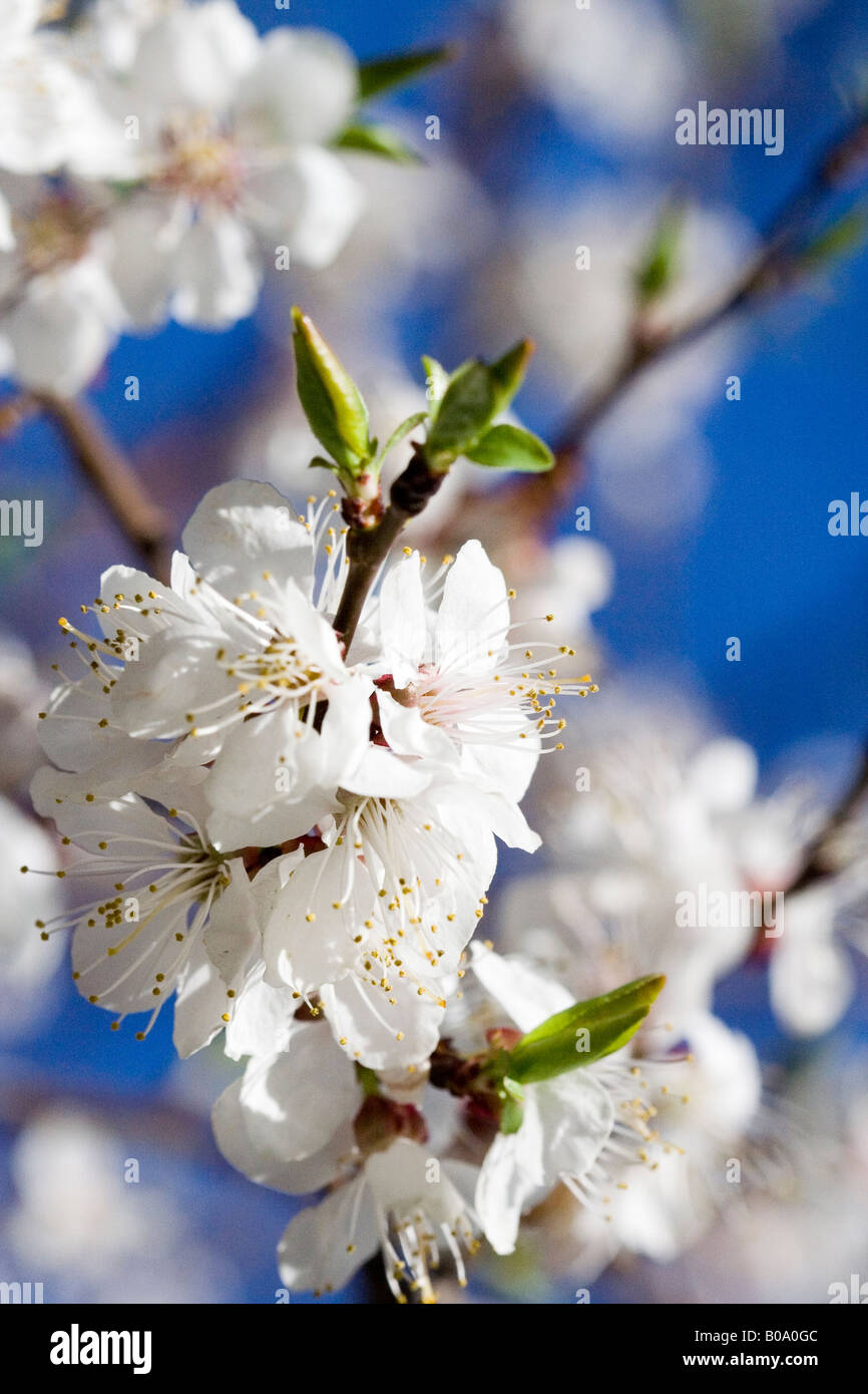 Spring blooming of apricot tree Stock Photo - Alamy