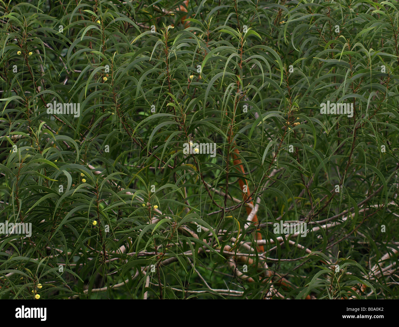 Hawaiian exotic flower hi-res stock photography and images - Alamy