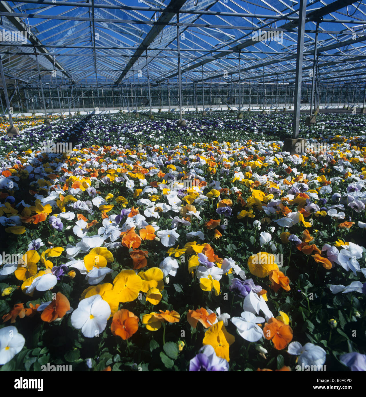 Pansy plants for retail in trays under glass in the nursery Stock Photo