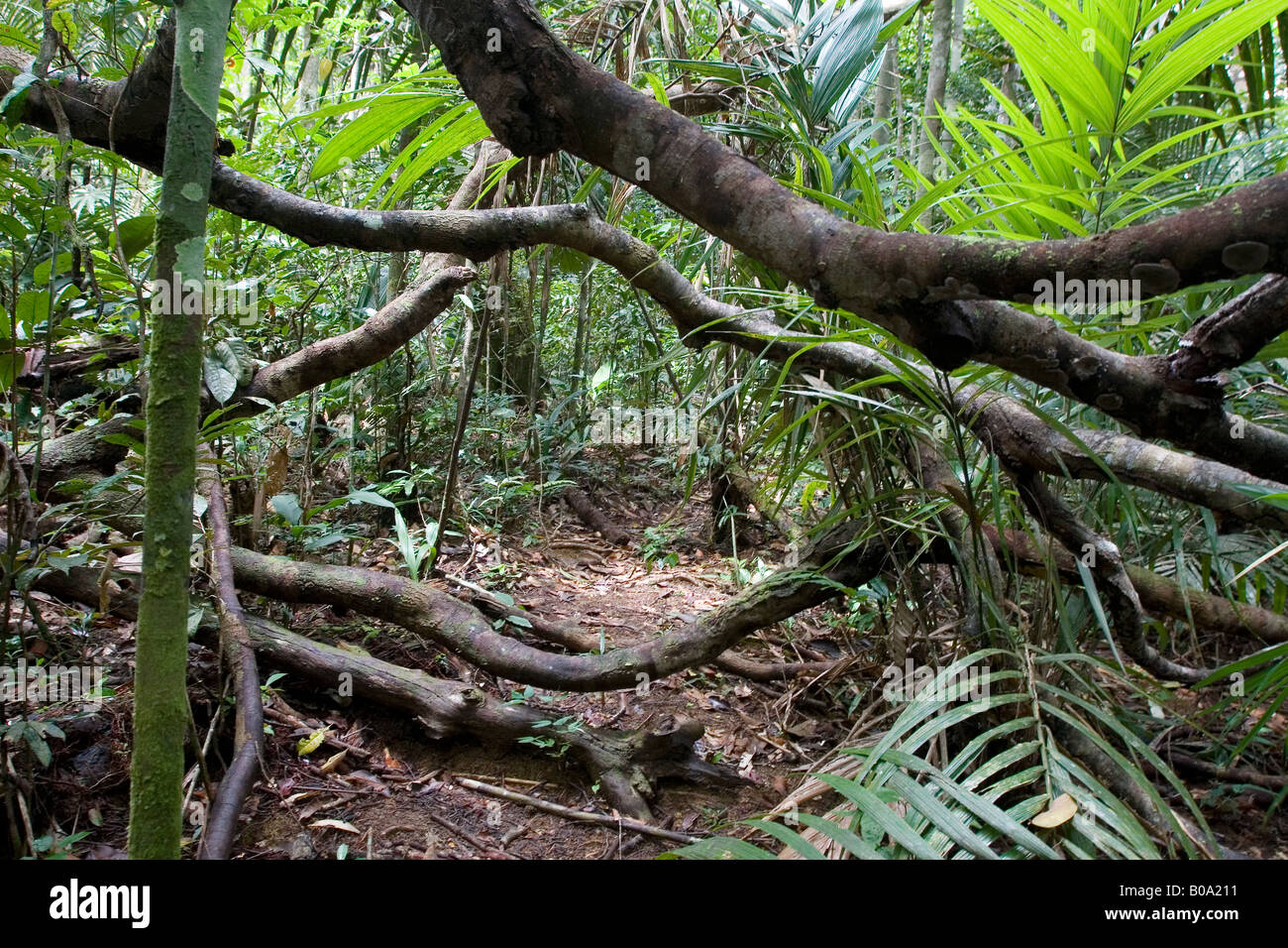 Jungle Trekking In The Amazon Off The Rio Negro Near The Arquipelago Stock Photo Alamy