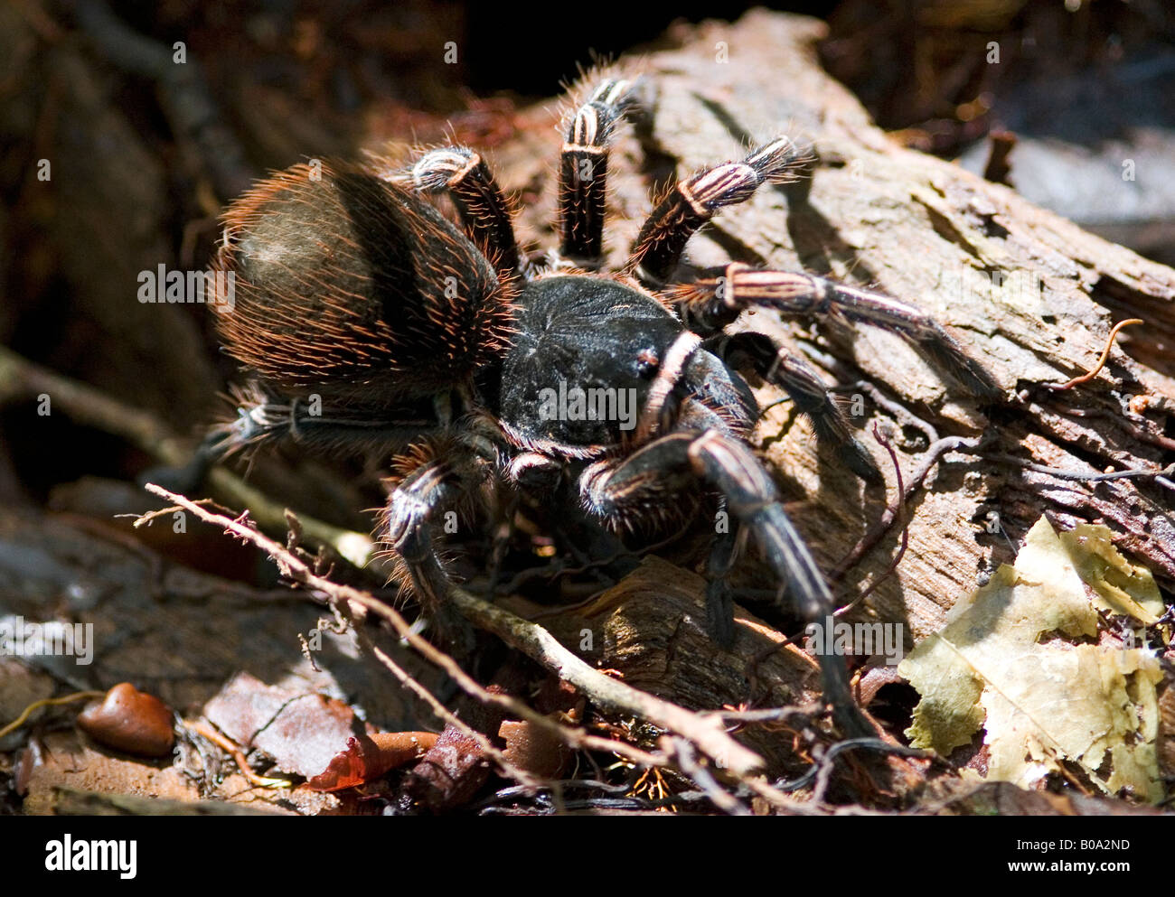 A tarantula spider in the amazon jungle near the arquipelago de ...