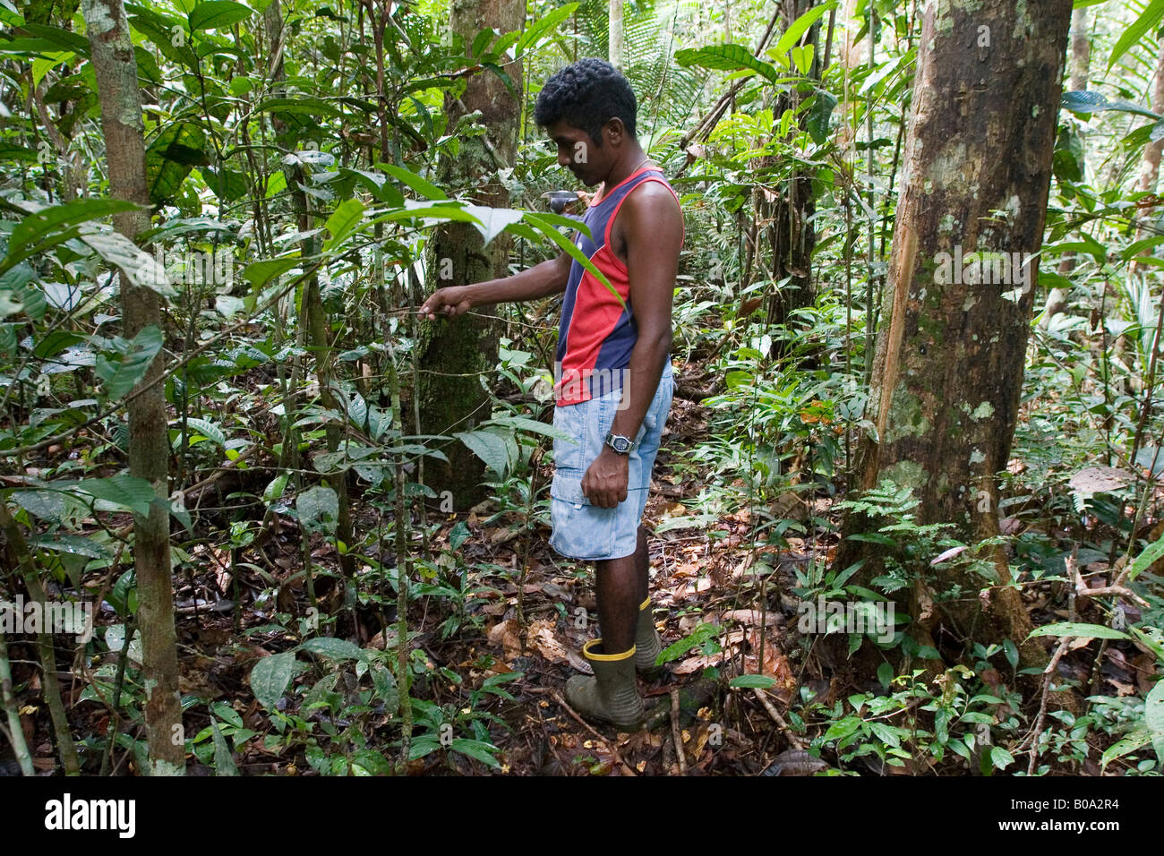 Jungle Trekking In The Amazon Off The Rio Negro Near The Arquipelago De Anavilhanas Stock Photo Alamy