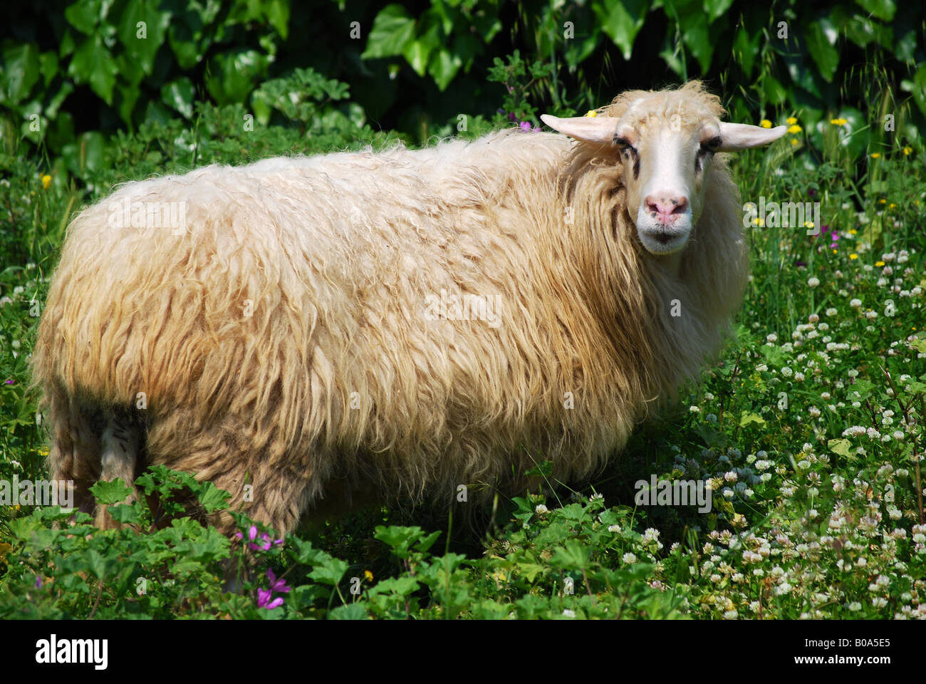 A domestic sheep Stock Photo