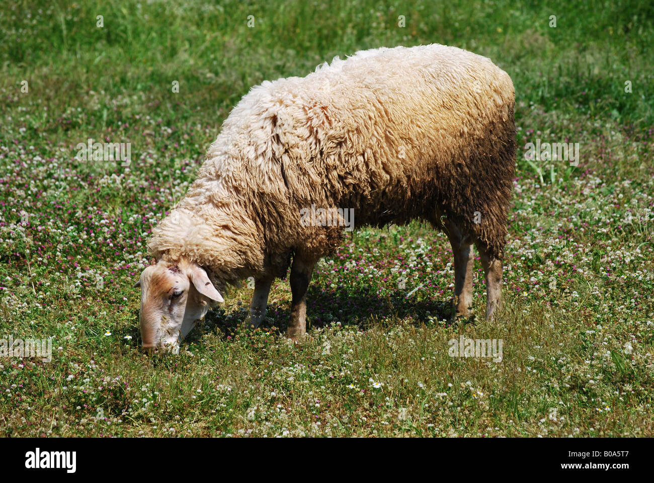 A domestic sheep eating in a field Stock Photo