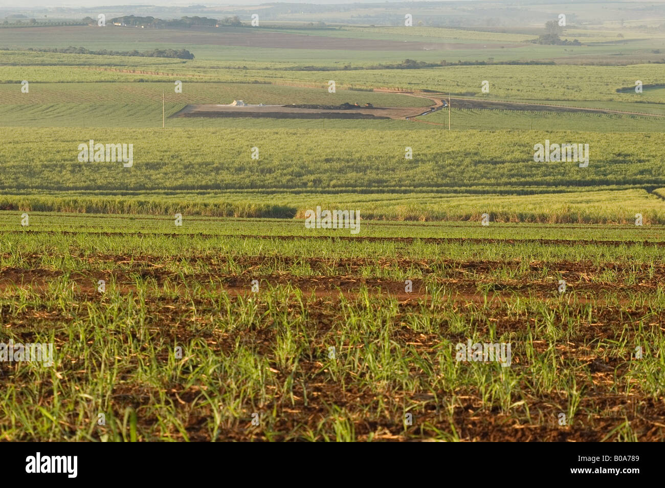 plantation sugar cane Stock Photo