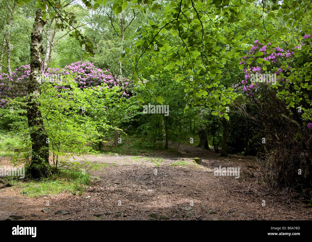 Summertime in Spring Wood, Whalley, Clitheroe, Lancashire, England. One of many managed woodland areas in The Ribble Valley. Stock Photo