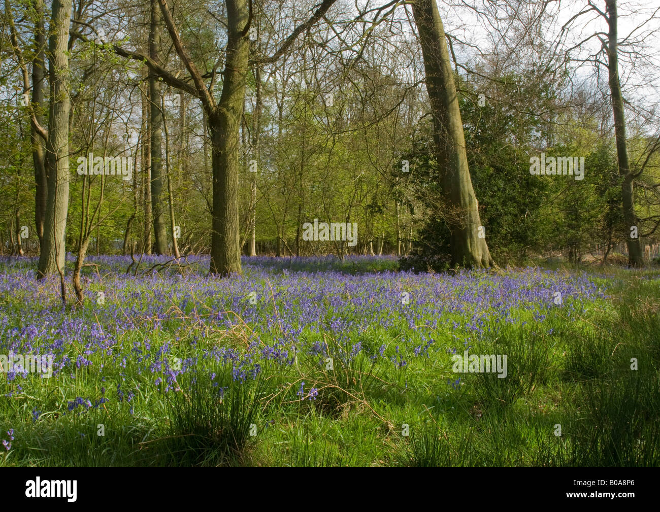 Bluebells bring the woodland at Swyncombe in Oxfordshire to life with their stunning colour. Stock Photo