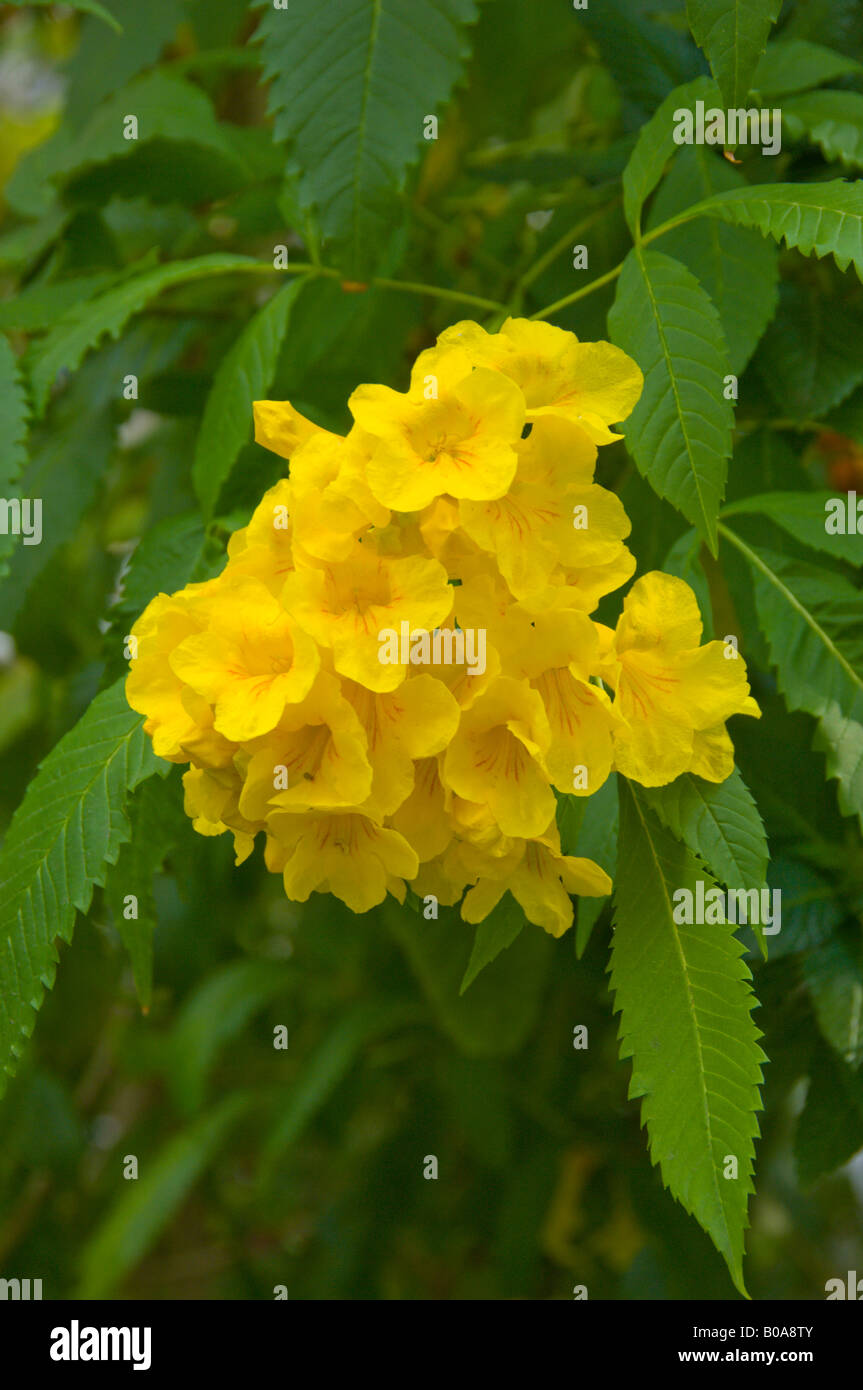 A cluster of yellow tropical flowers in Key West, Florida, USA Stock Photo  - Alamy