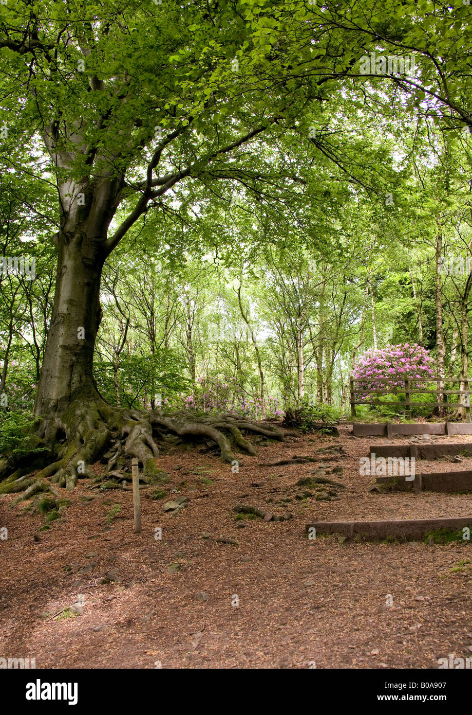 Summertime in Spring Wood, Whalley, Clitheroe, Lancashire, England. One of many managed woodland areas in The Ribble Valley. Stock Photo
