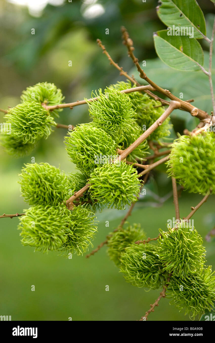 Unripe fruit of the Rambutan tree in the Daintree rainforest Australia
