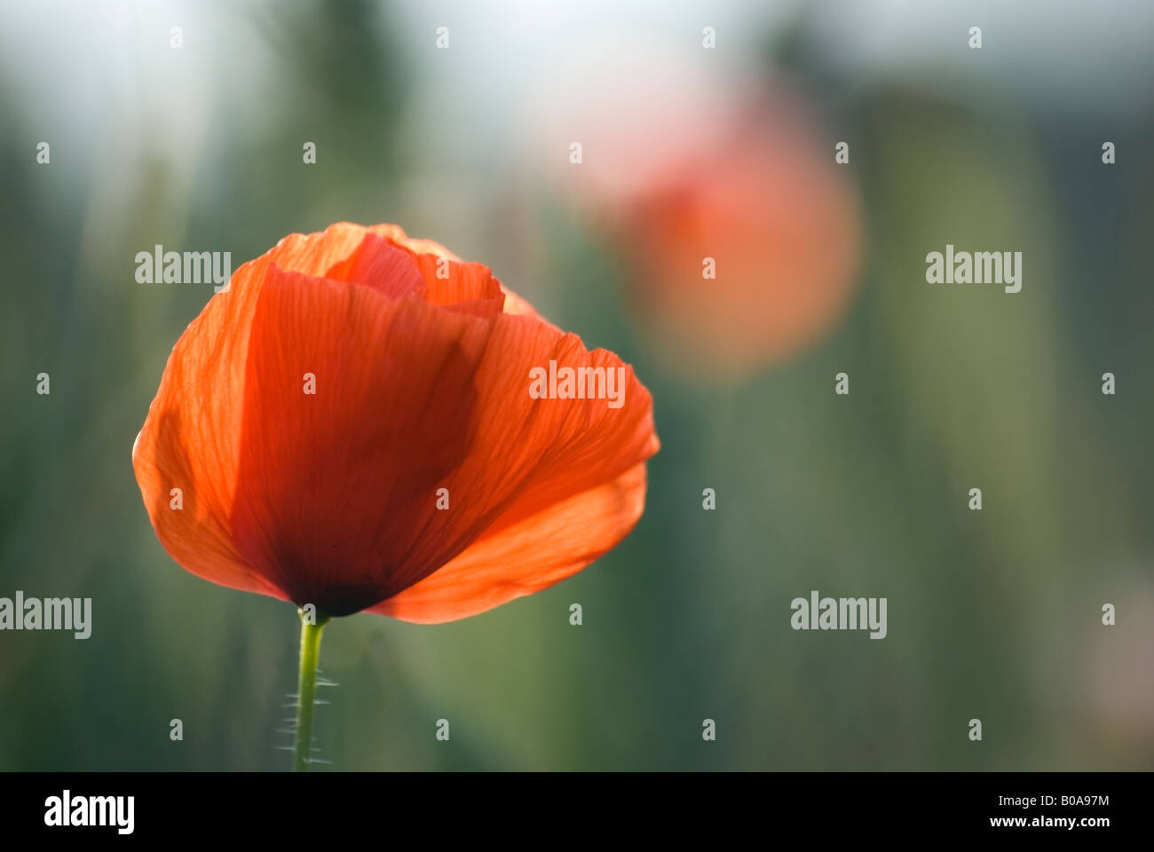 Red Poppy backlit by low Summer Sun in the Chilterns Stock Photo