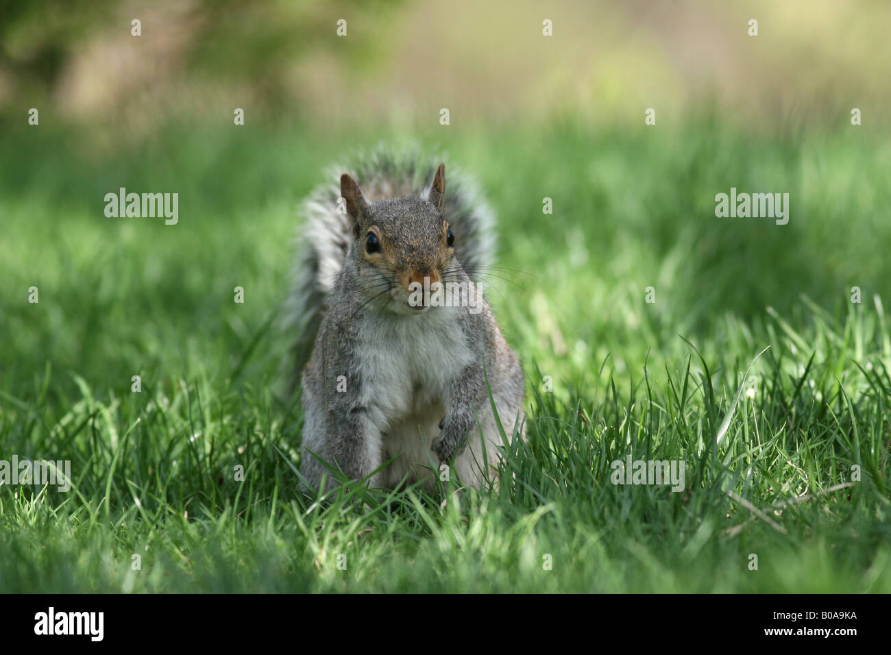 Eastern Gray Squirrel Stock Photo - Alamy
