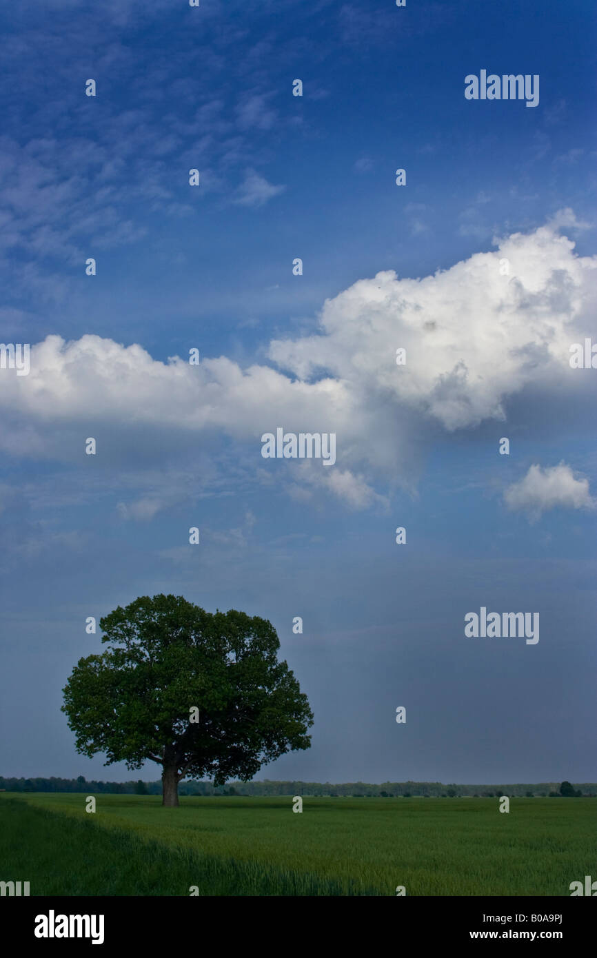 lone oak tree in wheat field Stock Photo - Alamy