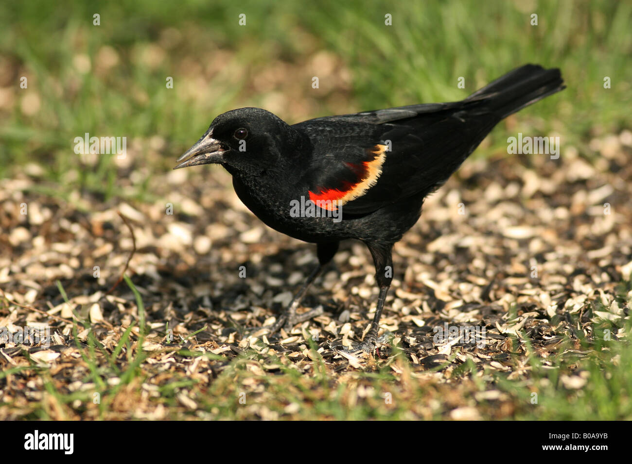 Blackbird eating bird seed hires stock photography and images Alamy