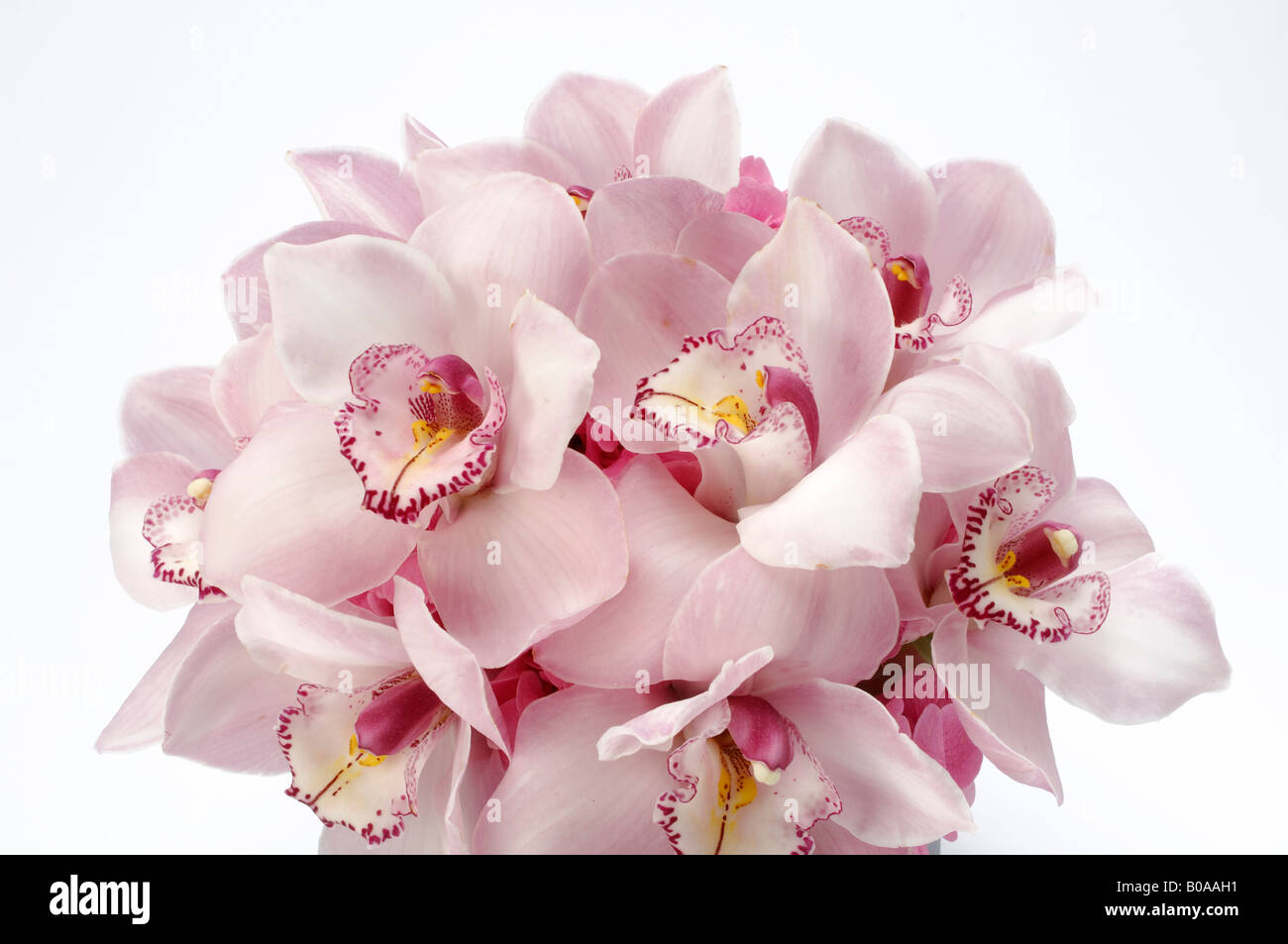 A bouquet of arranged flowers, Pink Cymbidium orchids Stock Photo