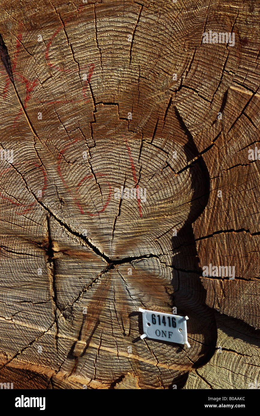 Tree stump with identification label, closeup Stock Photo Alamy