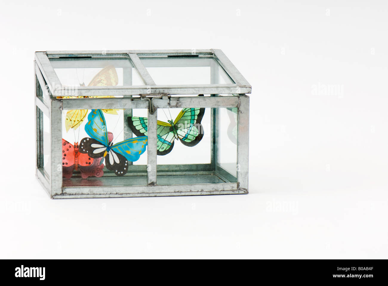 Fake butterflies inside closed glass box Stock Photo Alamy