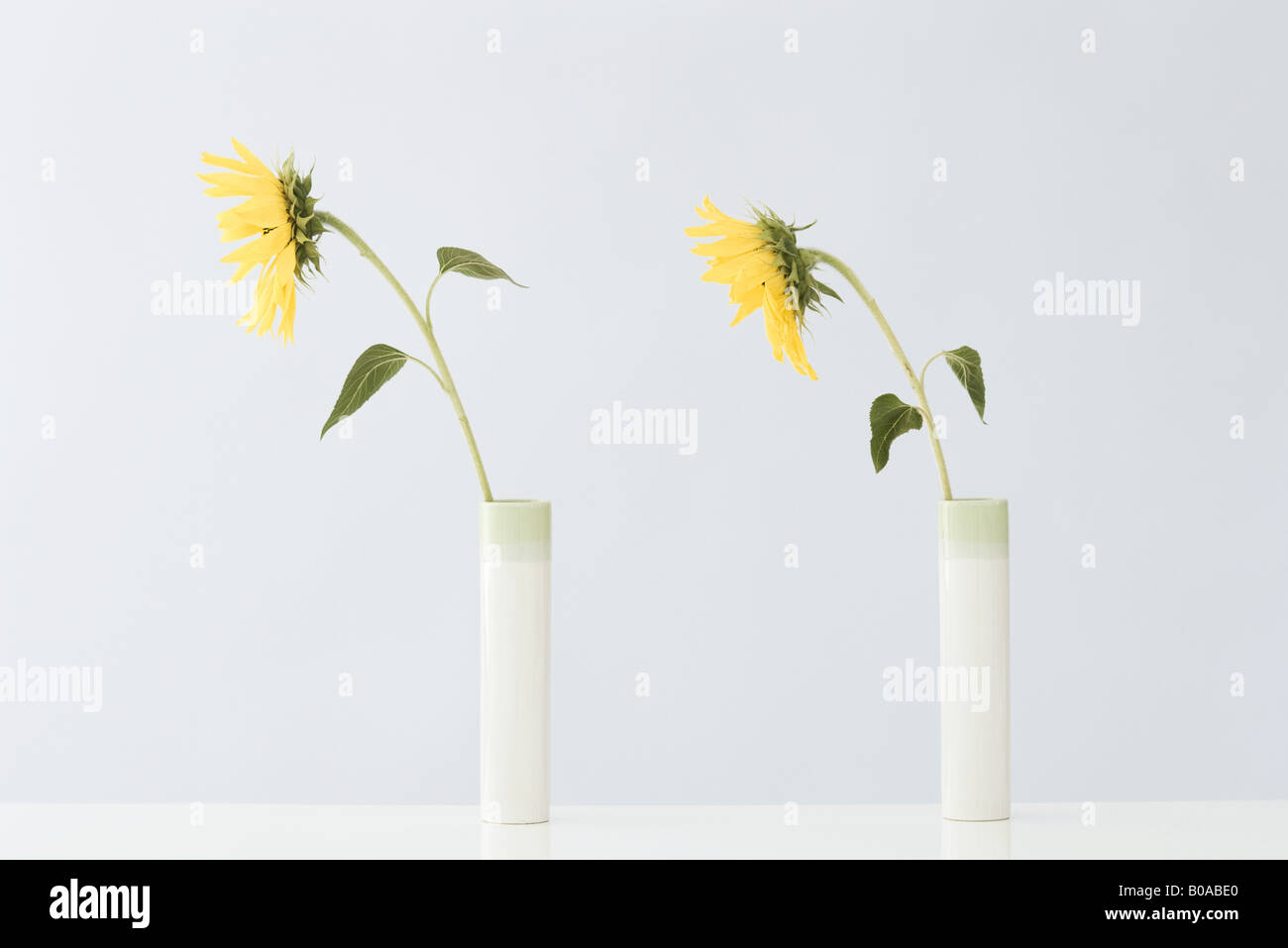 Yellow flowers in vases, side view Stock Photo