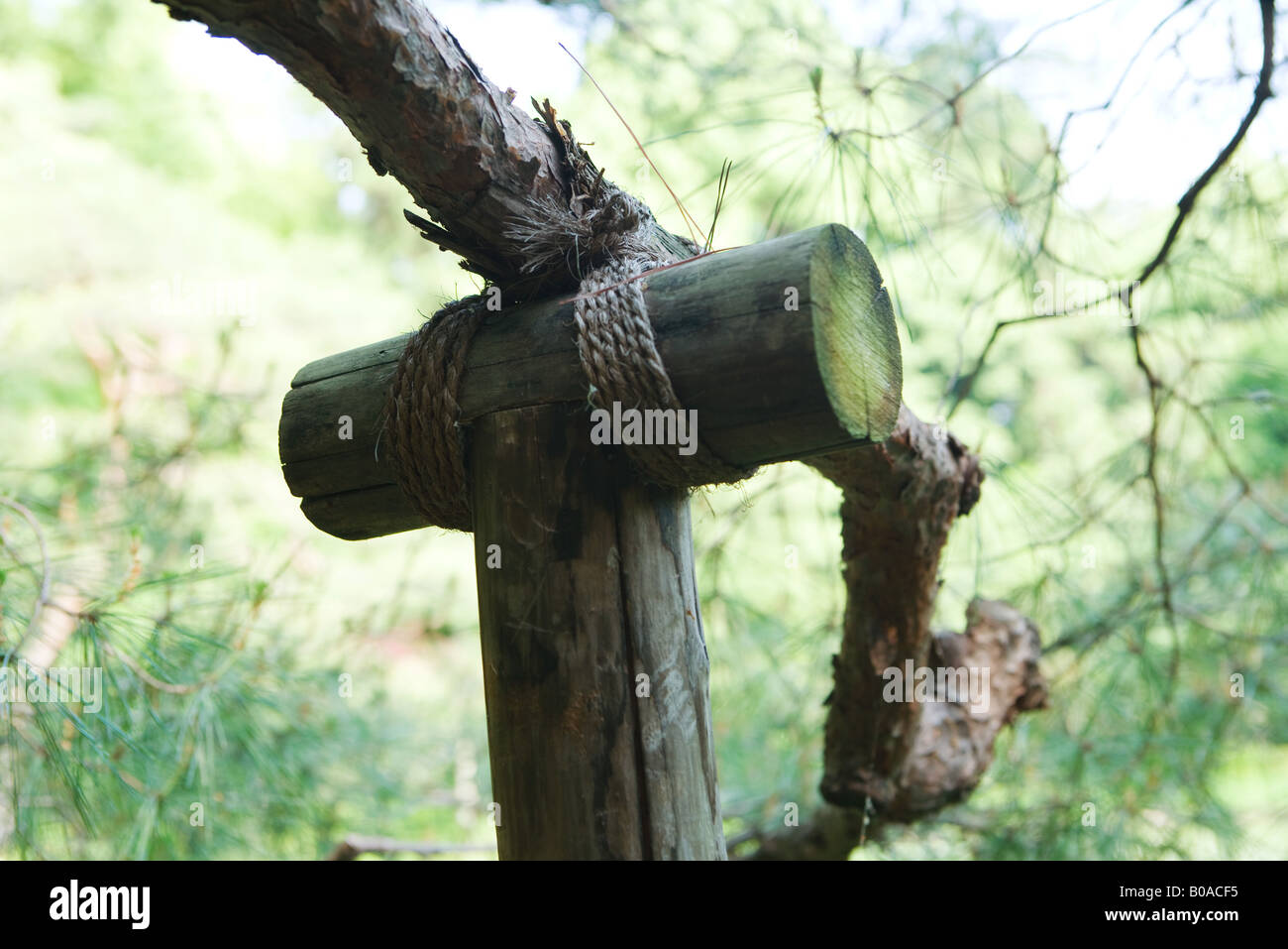 Tree branch with wooden support, closeup Stock Photo Alamy