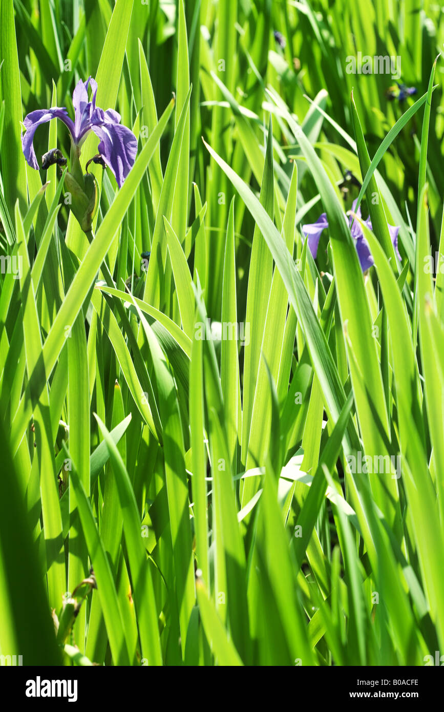 Purple irises and leaves, closeup Stock Photo Alamy