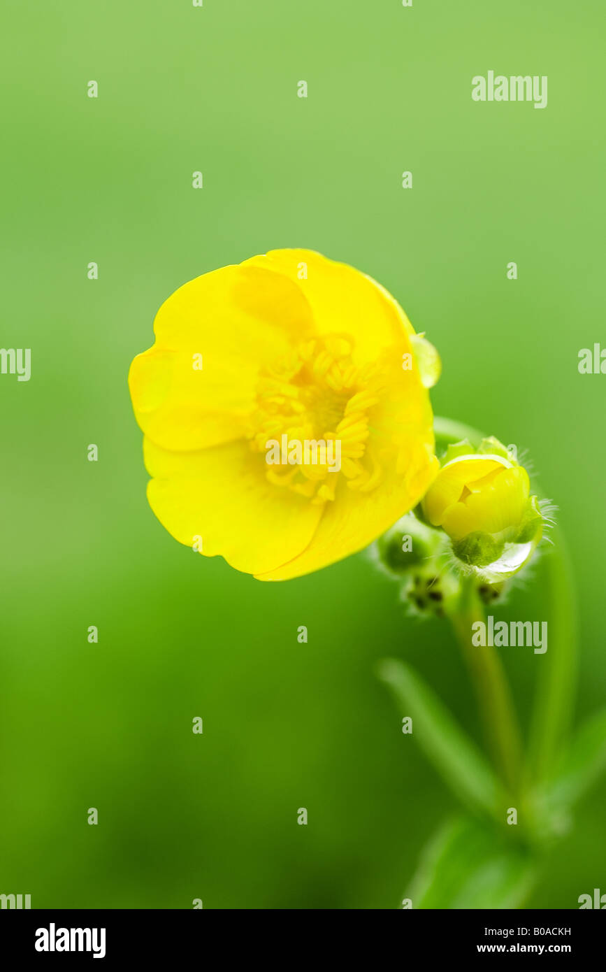 Yellow buttercup, closeup Stock Photo Alamy