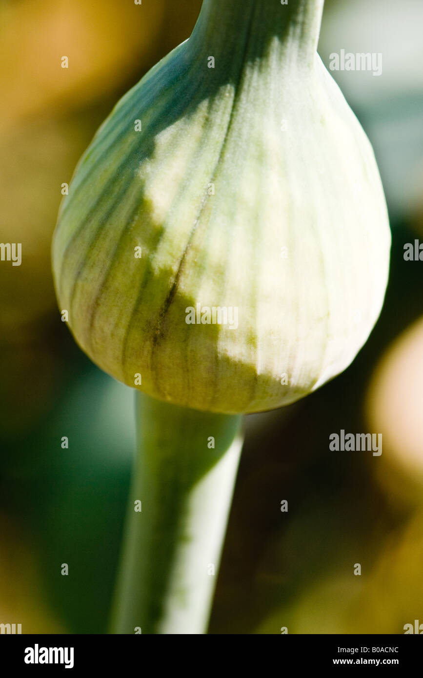 Allium bud, close-up Stock Photo