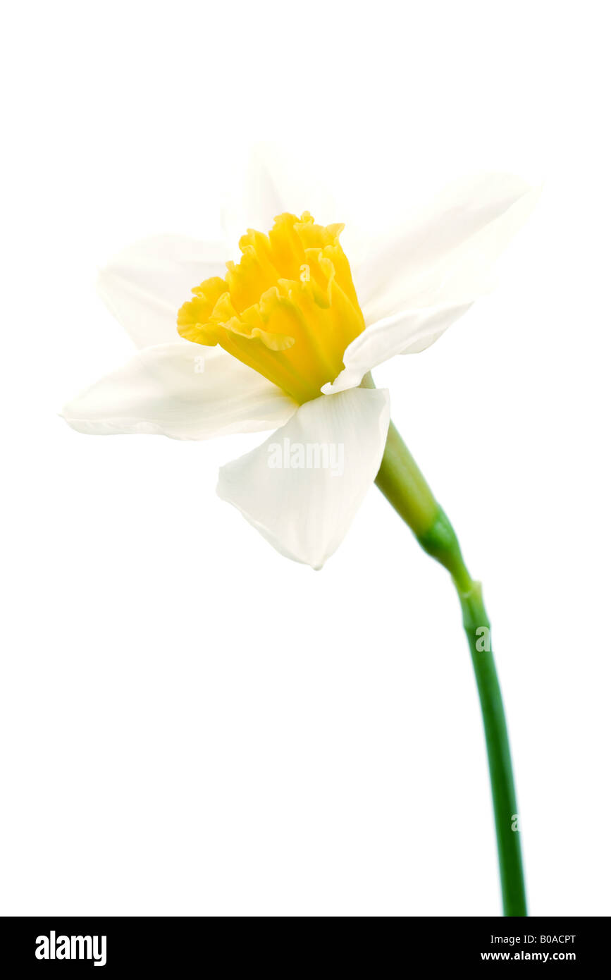 Daffodil flower heads Cut Out Stock Images & Pictures Alamy