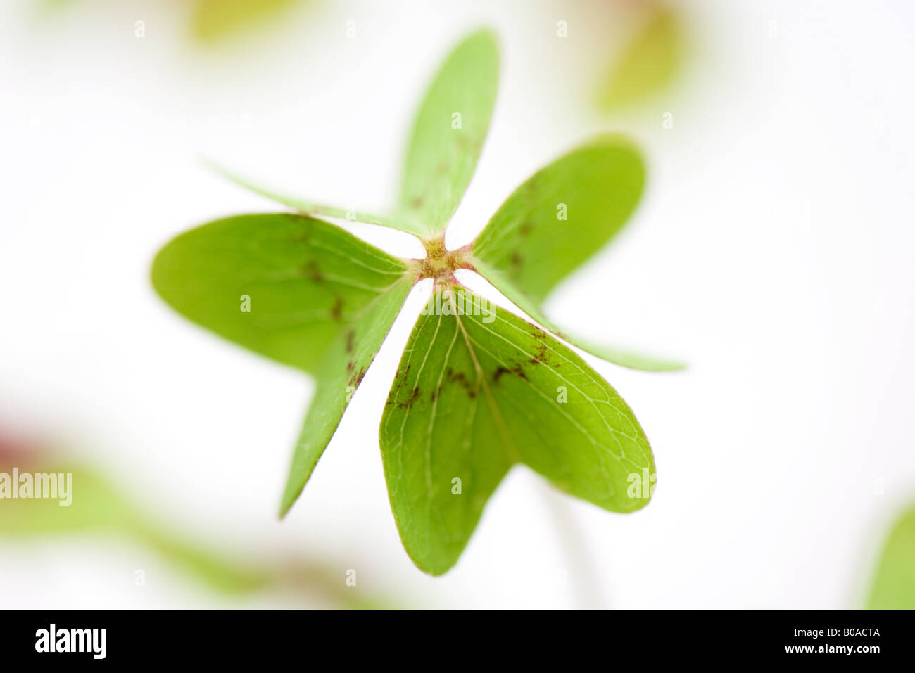 Four leaf clover Stock Photo