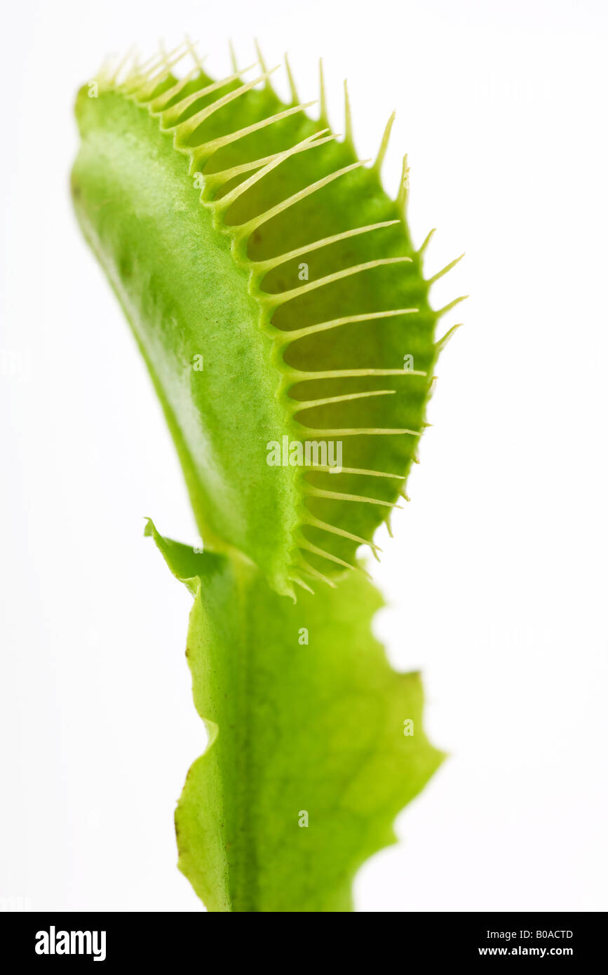 Venus flytrap Stock Photo