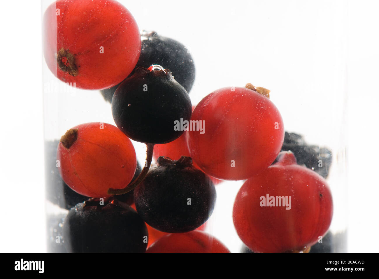 Red and black currants Stock Photo