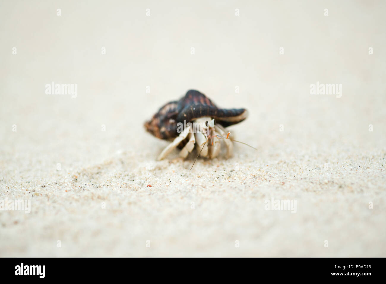 Close up from hermit crabs hi-res stock photography and images - Alamy