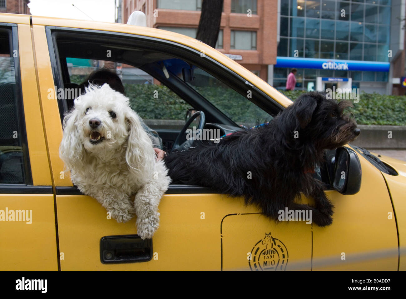 Dogs taking a ride in a taxi Stock Photo