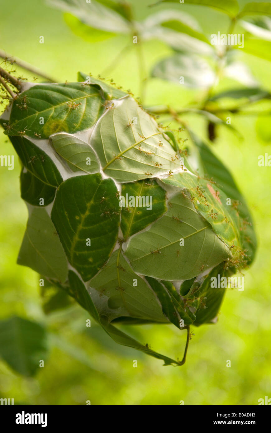 Green Tree Ant Nest Stock Photos & Green Tree Ant Nest Stock Images Alamy