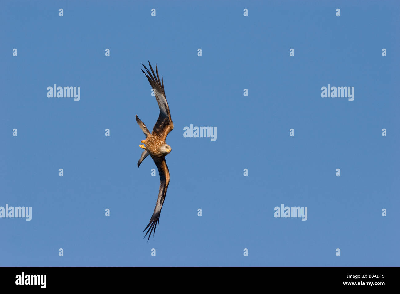 Red kite in Flight flying towards the camera Stock Photo