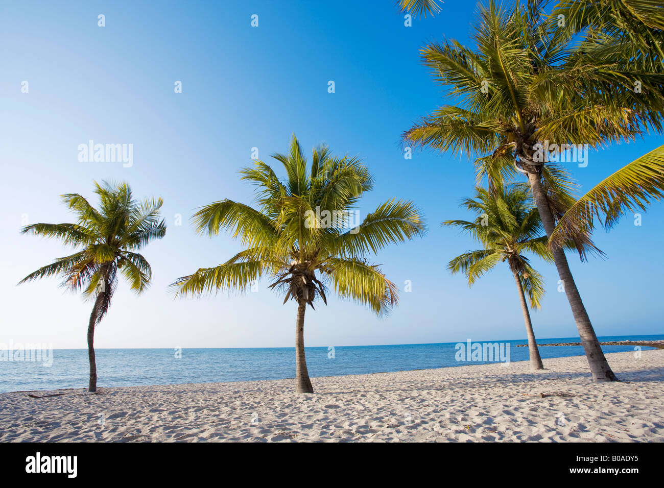 Palm trees on tropical beach in Key West, Florida, USA Stock Photo