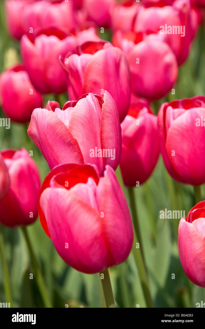 Tulip Renown High Resolution Stock Photography And Images Alamy