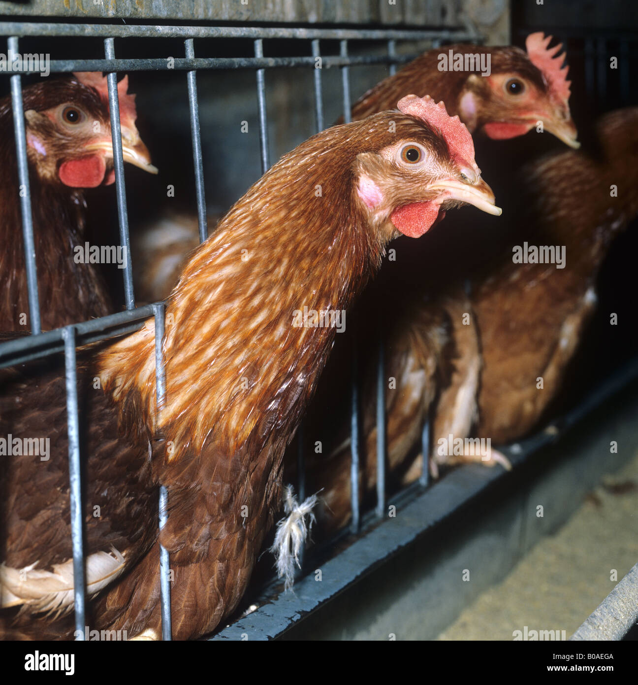 Battery egg laying chicken in a cage Stock Photo