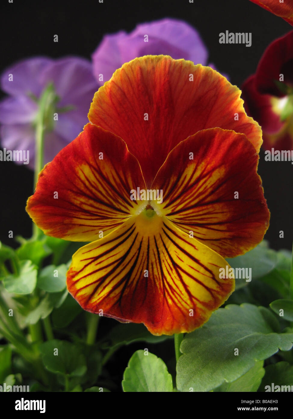 Red flower heartsease viola tricolor hires stock photography and