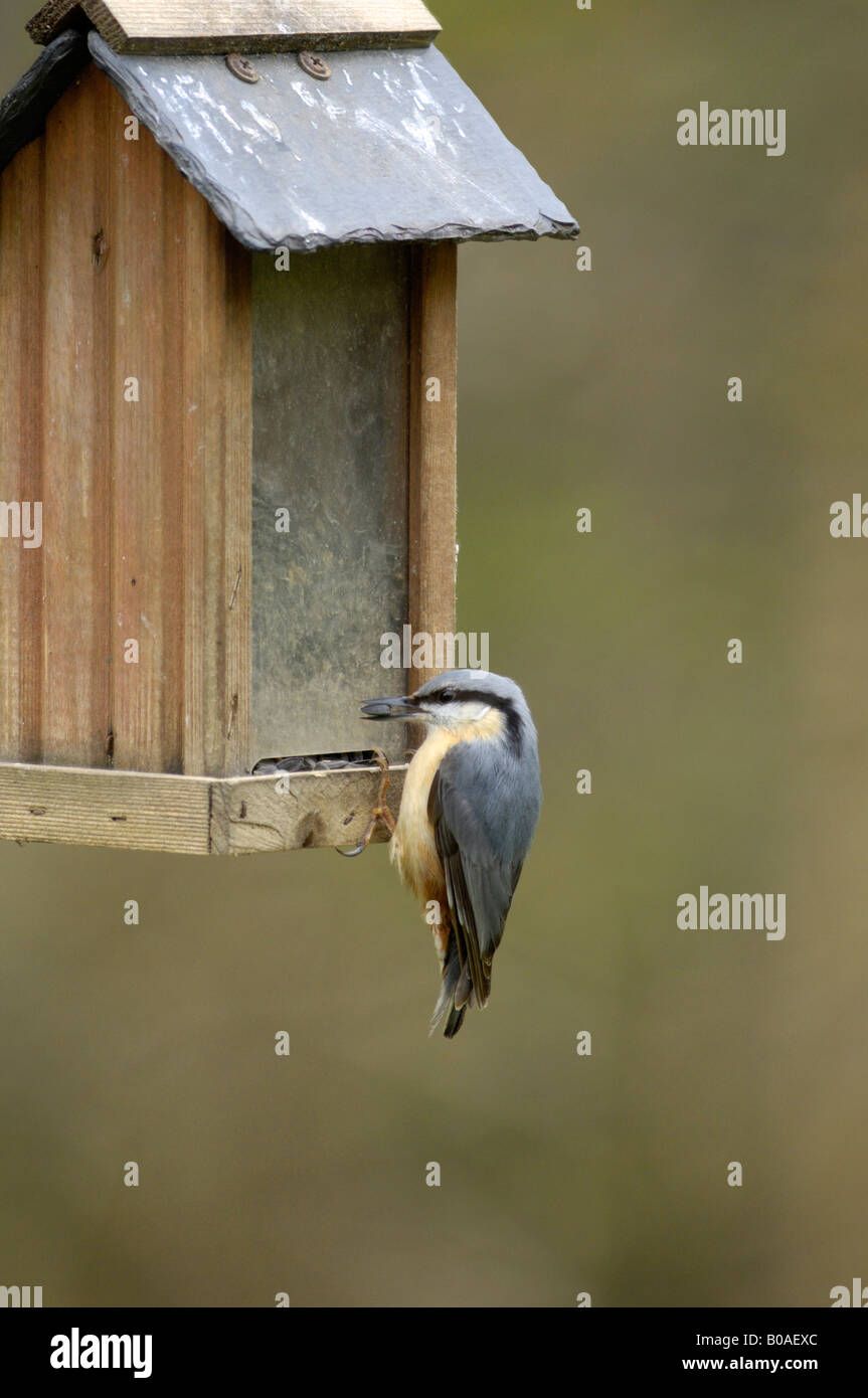 Male Nuthatch, sitta europaea, on a bird table seed feeder full of sunflower seeds, seen in Dumfries and Galloway, Scotland Stock Photo