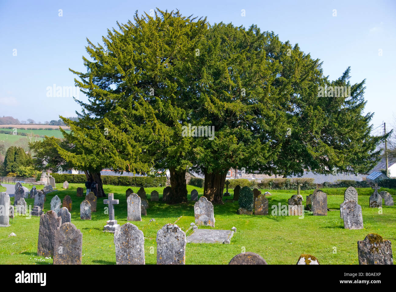 A Yew tree in a churchyard Stock Photo Alamy