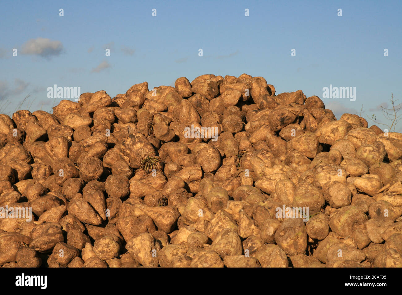 Sugar beet clamp Stock Photo