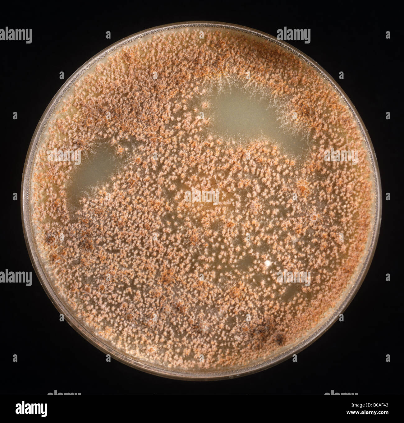 Septoria leaf spot (Phaeosphaeria nodorum) culture on CzV8 petri dish Stock Photo