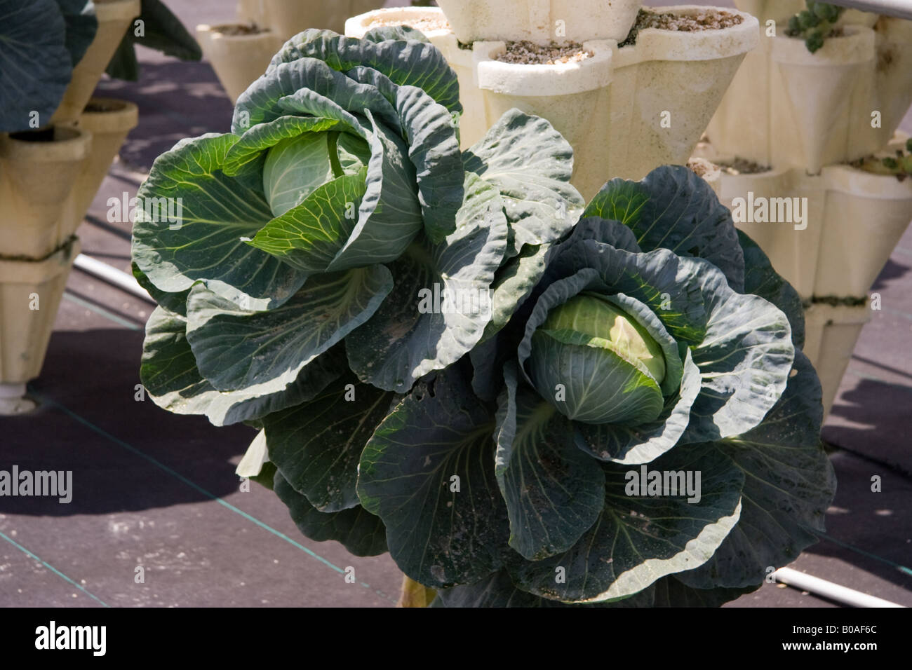 Hydroponic cabbage ready to harvest Stock Photo Alamy