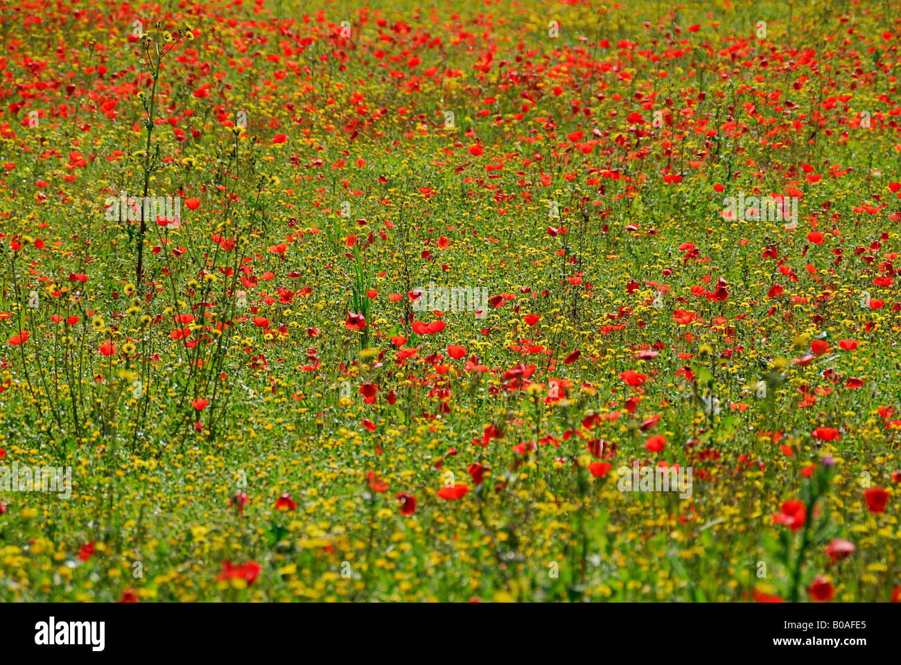 Poppies field Stock Photo